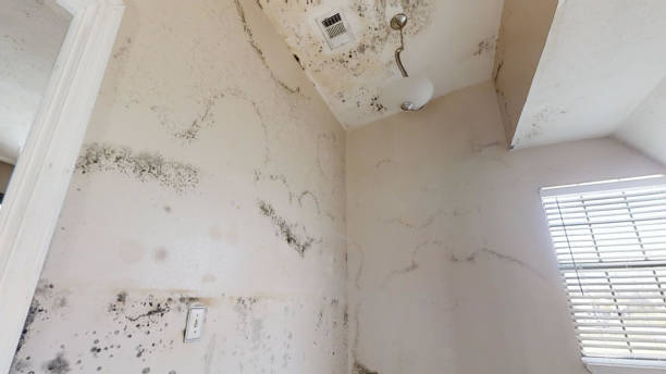 Best Residential Mold Inspection & Testing  in Kirkwood, MO