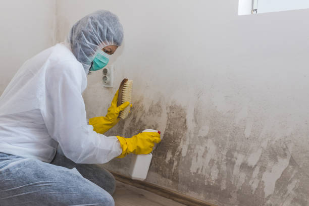 Mold Removal for HVAC Installations in Kirkwood, MO