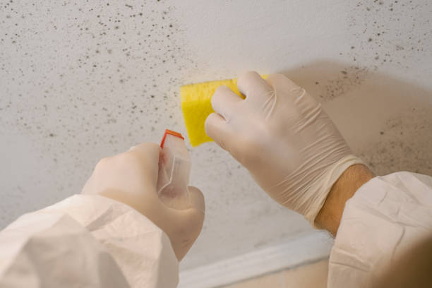 Best Environmental Consulting for Mold Prevention  in Kirkwood, MO