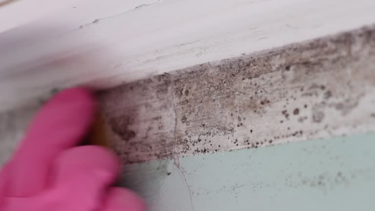 Best Commercial Mold Inspection  in Kirkwood, MO